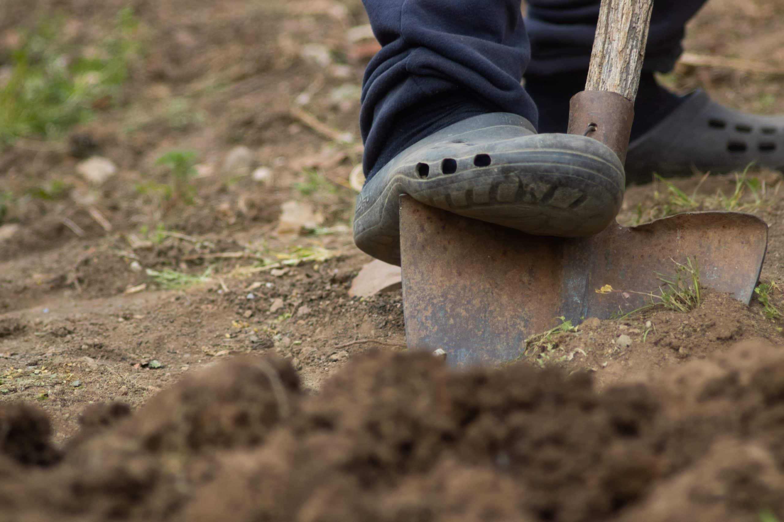 Een persoon steekt een spade in de grond. Alleen de spade en de schoen zijn in beeld