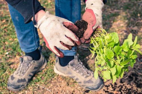 man plant plantje in tuin